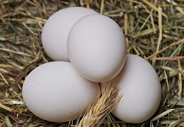 Eier aus Freiland- Boden- Bio- haltung